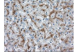 Immunohistochemistry (IHC) image for anti-Mitochondrial Translational Release Factor 1-Like (MTRF1L) antibody (ABIN1498695) (MTRF1L antibody)