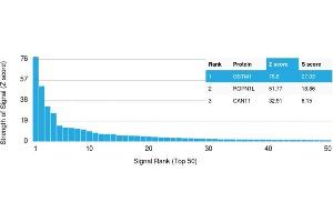 Analysis of Protein Array containing more than 19,000 full-length human proteins using Glutathione S-Transferase Mu1 (GSTM1) Mouse Monoclonal Antibody (CPTC-GSTMu1-3). (GSTM1 antibody)