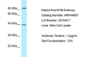 WB Suggested Anti-NTM AntibodyTitration: 1. (Neurotrimin antibody  (N-Term))