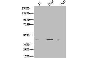 Western Blot Positive WB detected in: K562 whole cell lysate, HepG2 whole cell lysate, HEK293 whole cell lysate, Rat lung tissue All lanes: OXER1 antibody at 2 μg/mL Secondary Goat polyclonal to rabbit IgG at 1/50000 dilution Predicted band size: 46 kDa Observed band size: 46 kDa (OXER1 antibody  (AA 1-97))