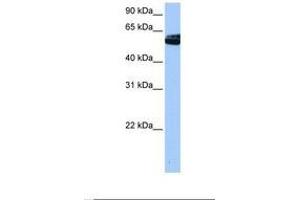 Image no. 1 for anti-Neuro-Oncological Ventral Antigen 1 (NOVA1) (C-Term) antibody (ABIN6737916) (NOVA1 antibody  (C-Term))