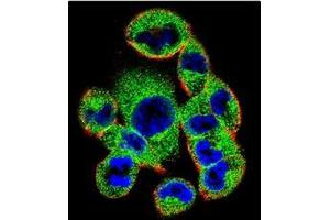Confocal Immunofluorescent analysis of SOCS4 antibody (Center) Cat. (SOCS4 antibody  (AA 234-262))