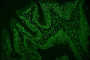 IF analysis of hnRNP D/AUF1/HNRNPD using anti-hnRNP D/AUF1/HNRNPD antibody (ABIN7602592).