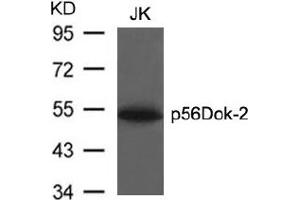 Image no. 3 for anti-DOK2 (DOK2) (AA 297-301) antibody (ABIN197540) (DOK2 antibody  (AA 297-301))