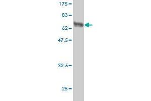 Western Blot detection against Immunogen (58.