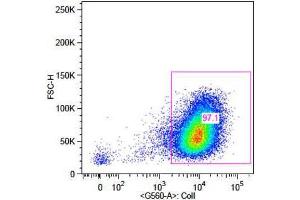 Flow Cytometry (FACS) image for anti-Collagen, Type I, alpha 1 (COL1A1) antibody (Biotin) (ABIN5596821)