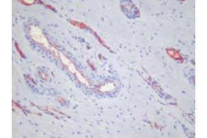 anti-Platelets antibody