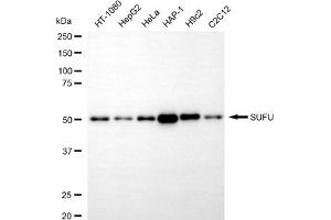 anti-Suppressor of Fused Homolog (SUFUH) antibody