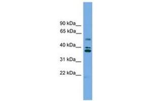 LDLRAD3 antibody  (AA 143-192)