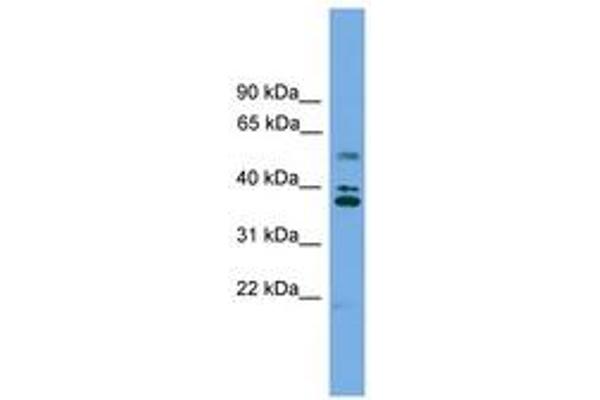 LDLRAD3 antibody  (AA 143-192)