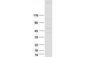 Western Blotting (WB) image for Hedgehog Acyltransferase (HHAT) (Transcript Variant 1) protein (Myc-DYKDDDDK Tag) (ABIN2722700)