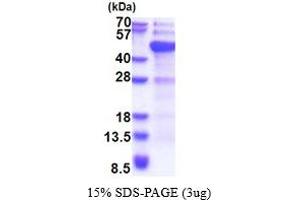 DNA (Cytosine-5-)-Methyltransferase 3 Like (TRDMT1) (AA 1-386) protein (His tag)