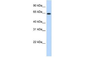 RNF6 antibody (20R-1156) used at 0.