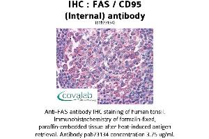 Image no. 2 for anti-TNF Receptor Superfamily, Member 6 (FAS) (Internal Region) antibody (ABIN1734281)