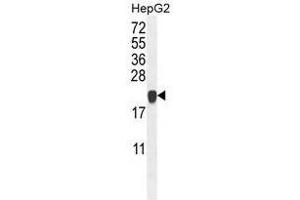 ATP5H Antibody (Center) western blot analysis in HepG2 cell line lysates (35µg/lane). (ATP Synthase Subunit D (AA 75-105), (Middle Region), (Subunit D) antibody)