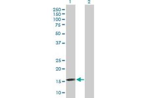 Western Blot analysis of FGF1 expression in transfected 293T cell line by FGF1 MaxPab polyclonal antibody. (FGF1 antibody  (AA 1-155))