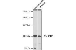 Western blot analysis of extracts of various cell lines, using M Rabbit pAb (ABIN7268468) at 1:1000 dilution. (MARCH6 antibody  (AA 10-80))