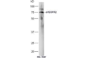 Mouse liver lysates probed with Rabbit Anti-sVEGFR2 Polyclonal Antibody, Unconjugated (ABIN677393) at 1:300 overnight at 4˚C. (VEGFR2/CD309 antibody  (AA 601-678))