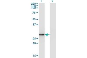 Western Blot analysis of EXOSC5 expression in transfected 293T cell line by EXOSC5 monoclonal antibody (M05), clone 1E11. (EXOSC5 antibody  (AA 1-100))