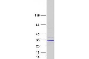 Methyl-CpG Binding Domain Protein 3-Like 3 (MBD3L3) protein (Myc-DYKDDDDK Tag)
