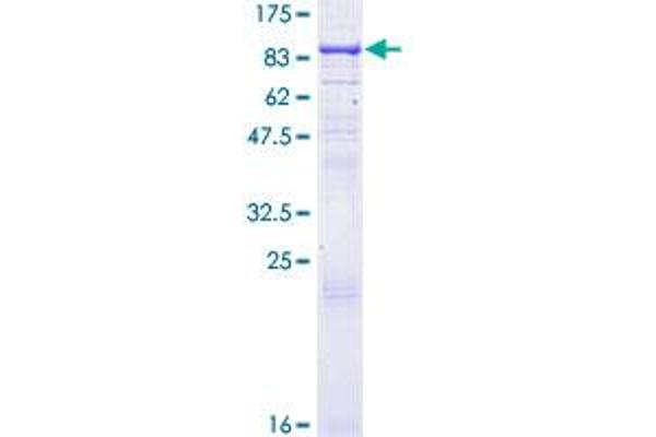 REC8 Protein (AA 1-547) (GST tag)