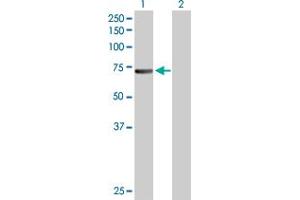 Western Blot analysis of CDC6 expression in transfected 293T cell line by CDC6 MaxPab polyclonal antibody. (CDC6 antibody  (AA 1-560))