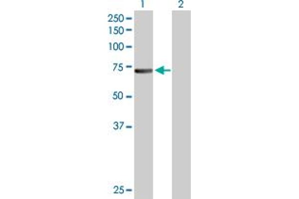 CDC6 antibody  (AA 1-560)