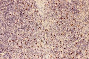 Anti-FOXP3 Picoband antibody,  IHC(P): Mouse Spleen Tissue (FOXP3 antibody  (AA 101-431))