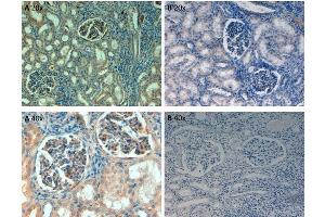 Immunohistochemistry of Rabbit Anti-Fibronectin Antibody. (Fibronectin antibody  (Biotin))