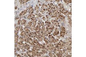 Immunohistochemical staining (Formalin-fixed paraffin-embedded sections) of human adrenal gland with SLC30A9 polyclonal antibody  shows strong cytoplasmic positivity in cortical cells at 1:50-1:200 dilution.