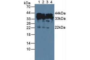 Figure. (HDGF antibody  (AA 10-240))