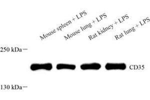 CD35 antibody