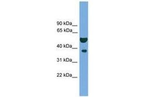 Image no. 1 for anti-Apurinic/Apyrimidinic Endonuclease 1 (APEX1) (N-Term) antibody (ABIN6745229) (APEX1 antibody  (N-Term))