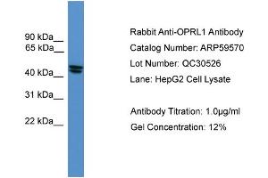 WB Suggested Anti-OPRL1  Antibody Titration: 0. (OPRL1 antibody  (Middle Region))