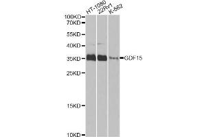 Western blot analysis of extracts of various cell lines, using GDF15 Antibody. (GDF15 antibody)
