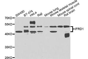 Western blot analysis of extracts of various cell lines, using IFRD1 antibody (ABIN4904013) at 1:1000 dilution. (IFRD1 antibody)