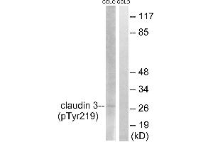 Western blot analysis of extracts from COLO cells, treated with EGF (200ng/ml, 30mins), using Claudin 3 (Phospho-Tyr219) antibody. (Claudin 3 antibody  (pTyr219))