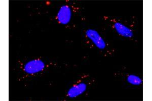 Proximity Ligation Analysis of protein-protein interactions between NR4A1 and RPS6KA5. (NR4A1 antibody  (AA 1-598))