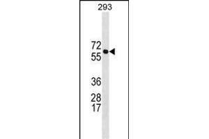 BR Antibody (N-term) 19664a western blot analysis in 293 cell line lysates (35 μg/lane). (BRAP antibody  (N-Term))