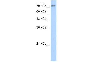 SFPQ antibody used at 5 ug/ml to detect target protein. (SFPQ antibody)