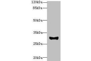 Western blot All lanes: TMEM41A antibody at 0. (TMEM41A antibody  (AA 18-66))