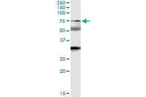Immunoprecipitation of ZNF18 transfected lysate using anti-ZNF18 MaxPab rabbit polyclonal antibody and Protein A Magnetic Bead , and immunoblotted with ZNF18 purified MaxPab mouse polyclonal antibody (B01P) . (ZNF18 antibody  (AA 1-549))