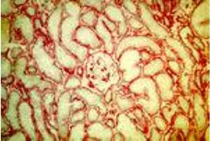 Laminin §1-chain in normal human kidney (MAb DG10, laminin §1) (Laminin beta 1 antibody)