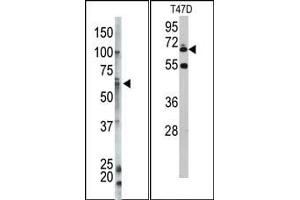 Image no. 1 for anti-Ubiquilin 1 (UBQLN1) (N-Term) antibody (ABIN357617) (Ubiquilin 1 antibody  (N-Term))