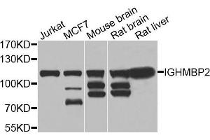 Western blot analysis of extracts of various cells, using IGHMBP2 antibody. (IGHMBP2 antibody)