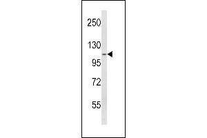 Western blot analysis of SPINK5 Antibody (N-term) (ABIN390855 and ABIN2841077) in  cell line lysates (35 μg/lane). (SPINK5 antibody  (N-Term))
