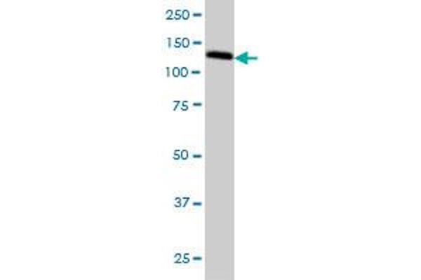 Golgi Integral Membrane Protein 4 (GOLIM4) (AA 473-568) antibody