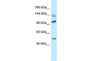 WB Suggested Anti-Hsph1 Antibody Titration: 1. (HSPH1 antibody  (C-Term))