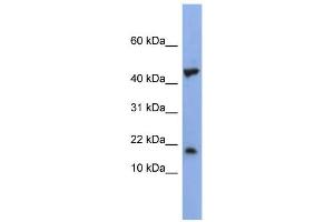 LSM1 antibody  (Middle Region)