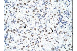 Image no. 3 for anti-Heterogeneous Nuclear Ribonucleoprotein D (HNRNPD) (C-Term) antibody (ABIN203266) (HNRNPD/AUF1 antibody  (C-Term))